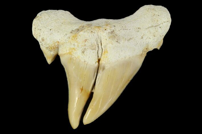 Pathological Otodus Shark Tooth - Split Blade #116708